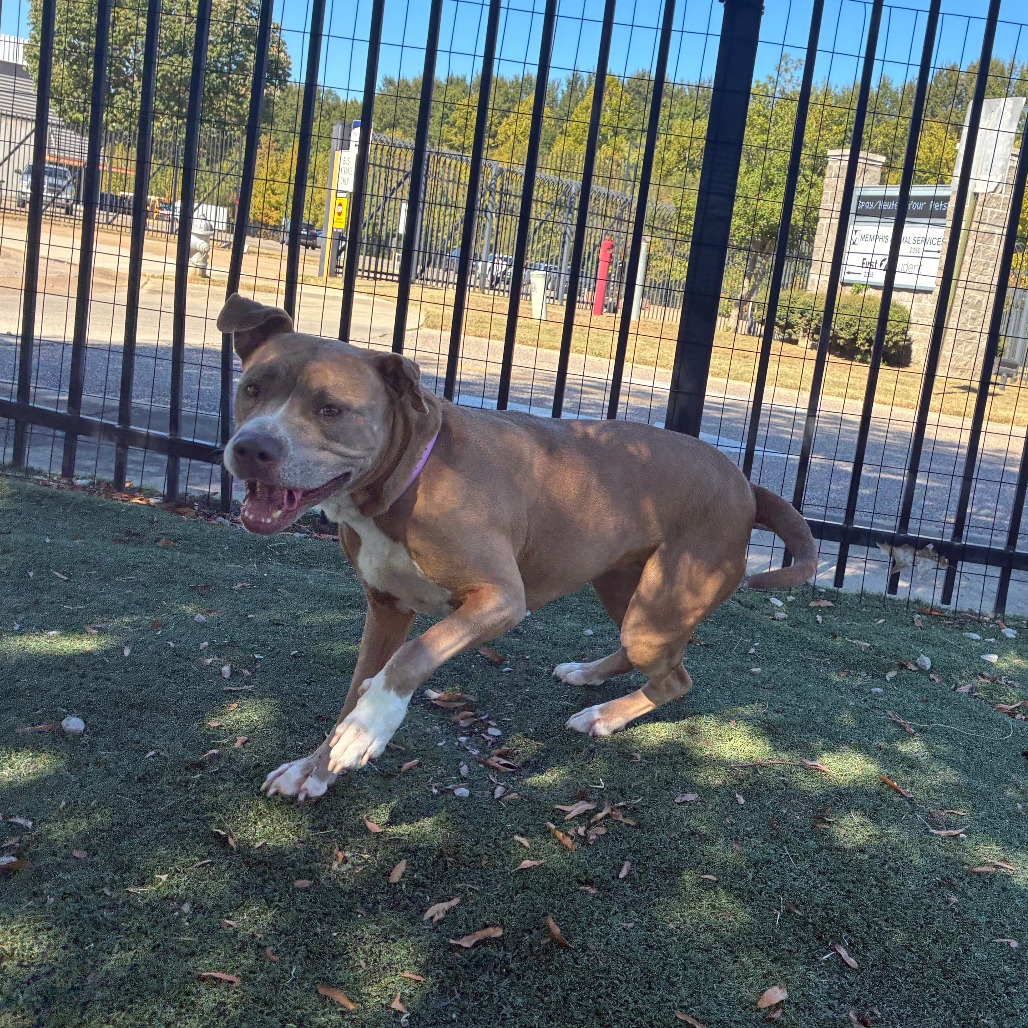 Olive (Formerly Copper), photo 18