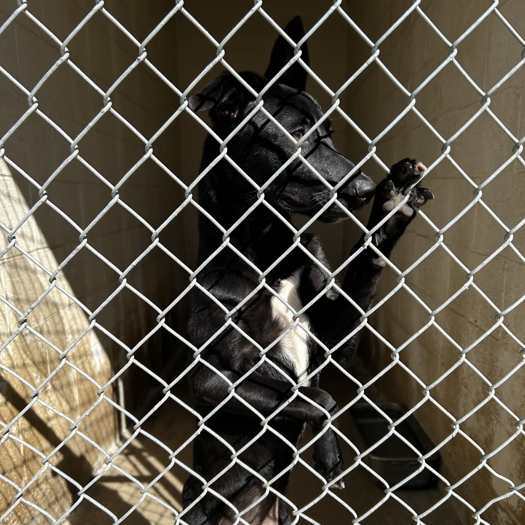 LAYLA - Shepherd available for adoption