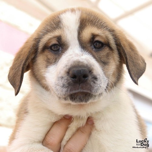 LULO - Retriever / Shepherd available for adoption