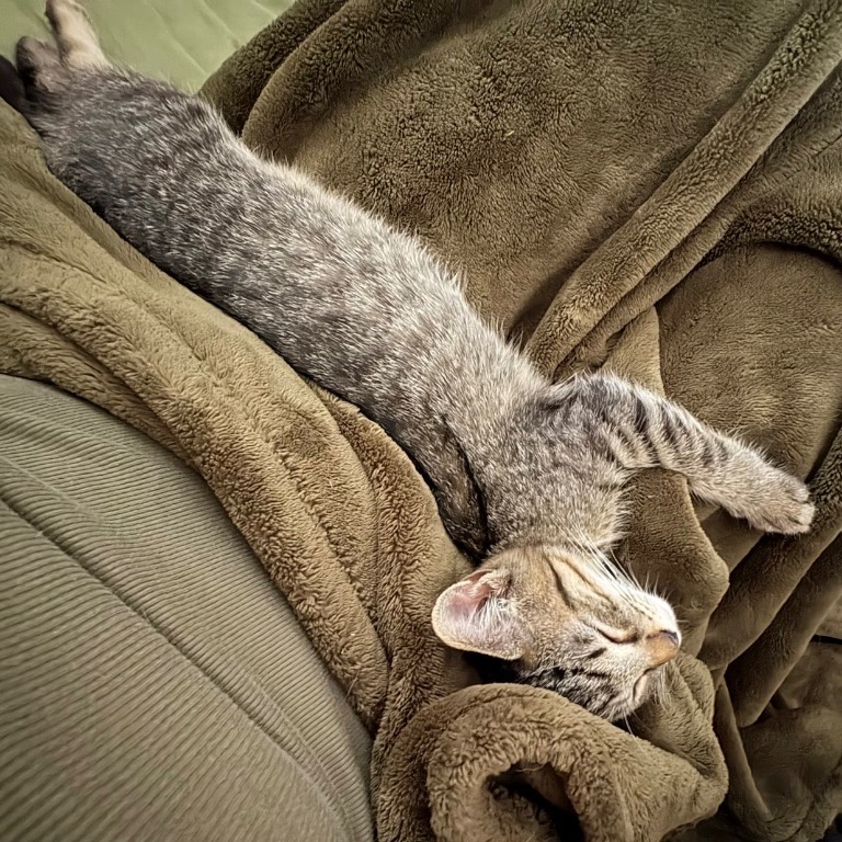 Photo of Kit Kat playing