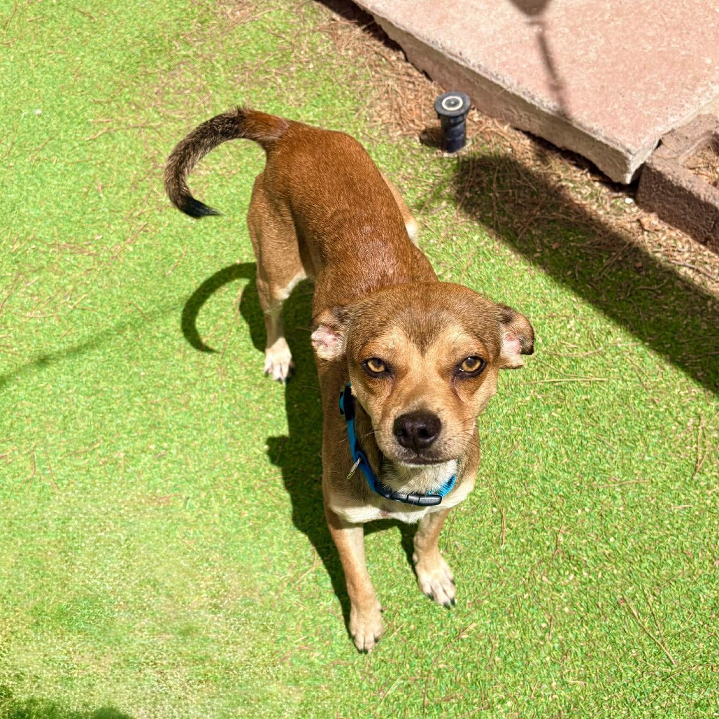 WILEY - Mixed Breed (Small) for adoption in Las Cruces