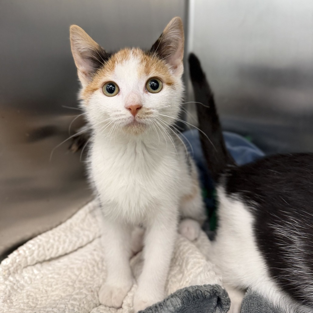 COCO (BONDED TO PETER) - Domestic Shorthair available for adoption