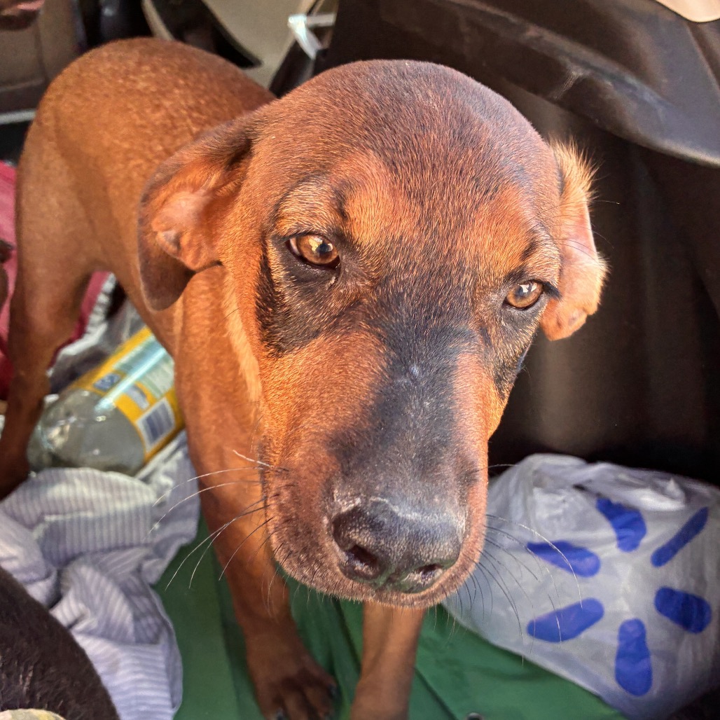 TRACKER - Shepherd available for adoption