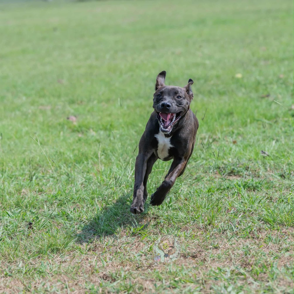 Amelia, photo 10