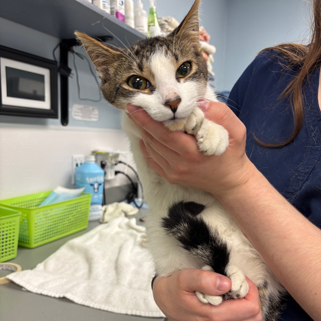 MOO - Domestic Shorthair available for adoption