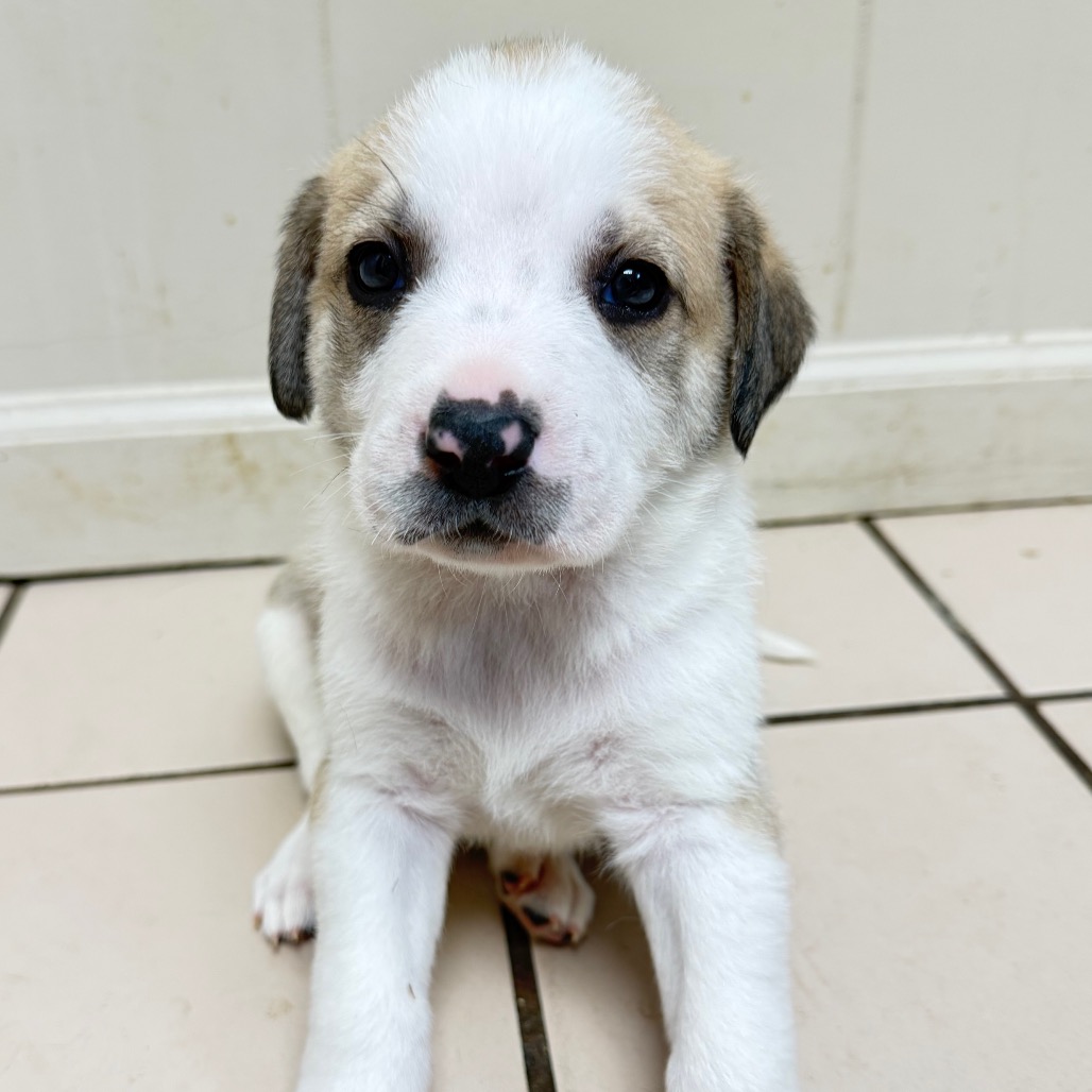 Tusc Stray 83092 2 3 4 5 6 7 8