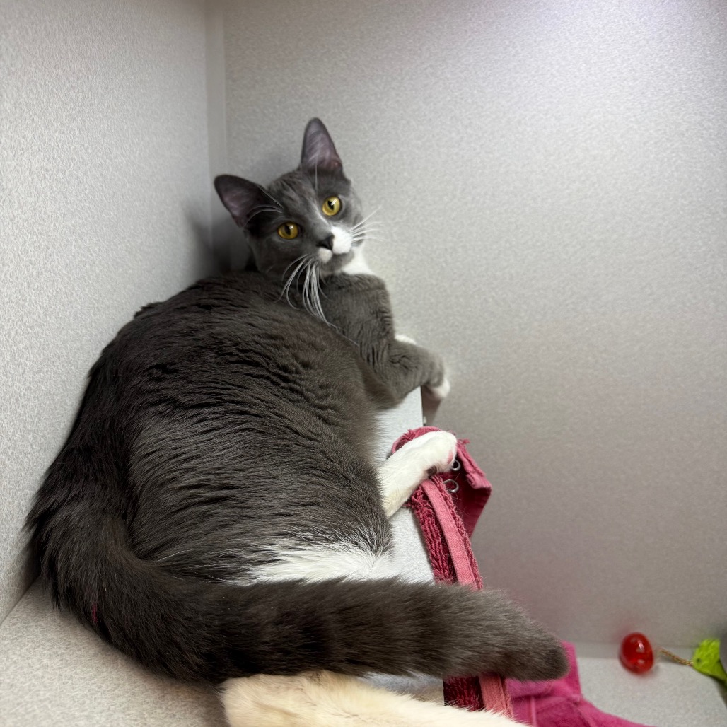 Photo of Felix 5