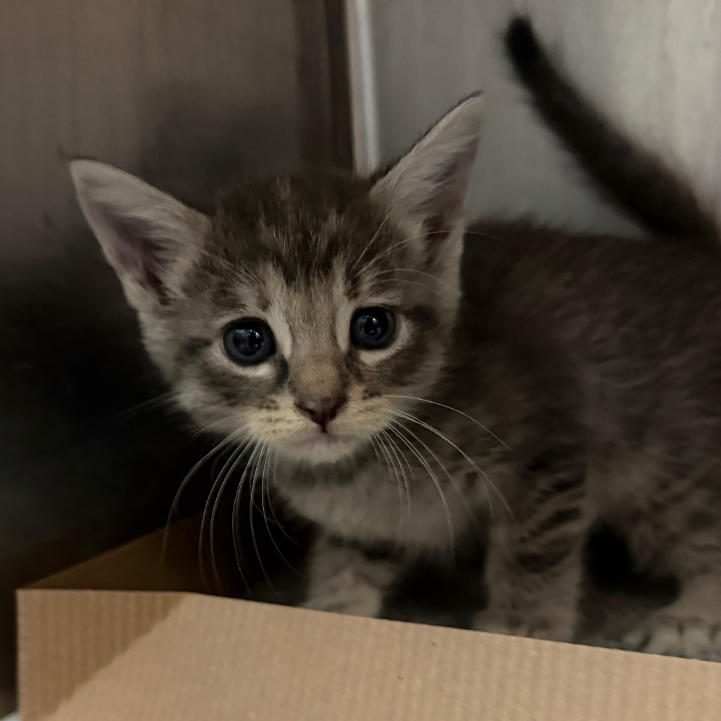 JIJI - Domestic Shorthair available for adoption