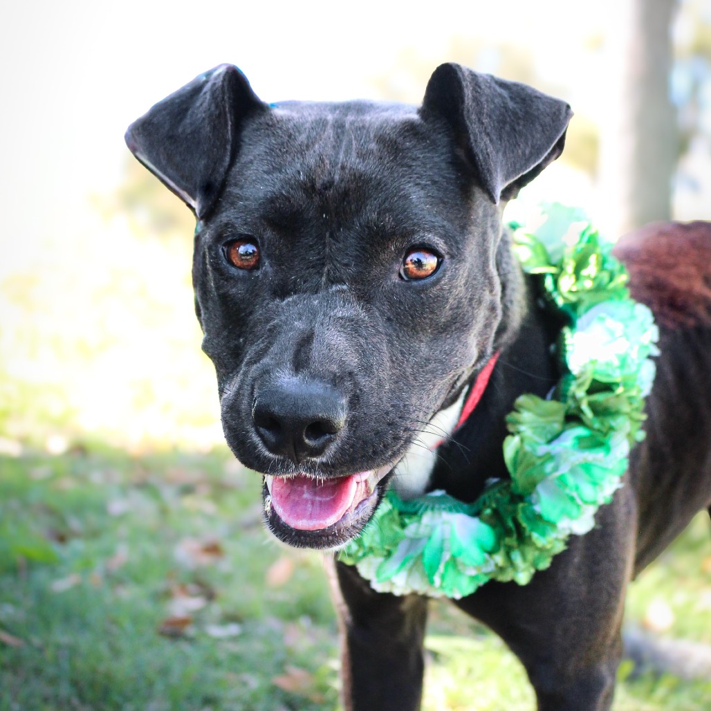 Mable, an adoptable dog at SPCA-BC