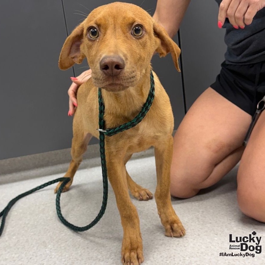 POWELL - Retriever, Labrador / Hound available for adoption