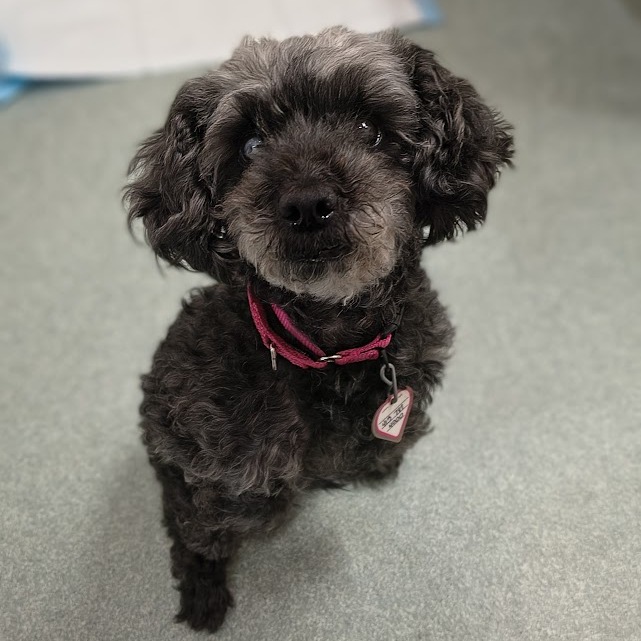Fatima $199-In foster-See my video, additional photo
