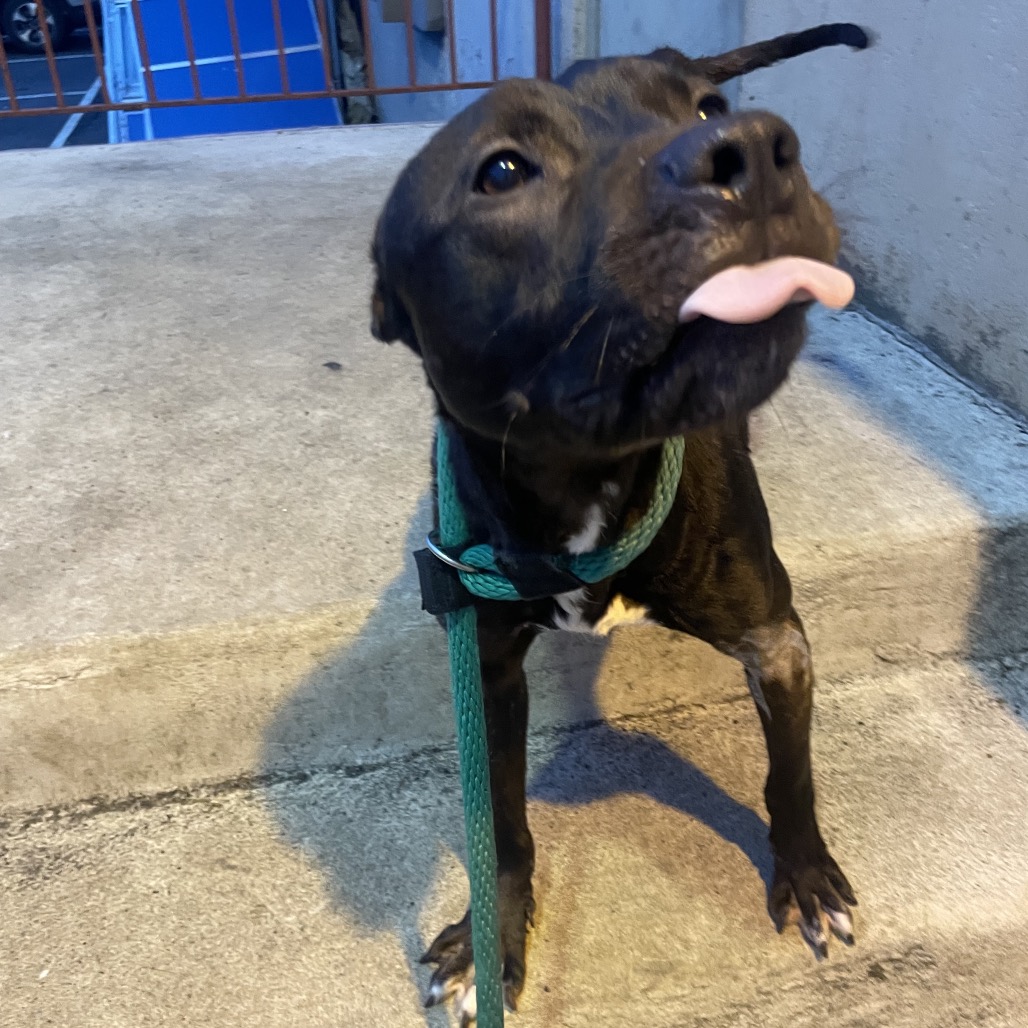 Godfrey — thumbnail 4