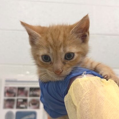 BENSON 5 - Domestic Shorthair available for adoption