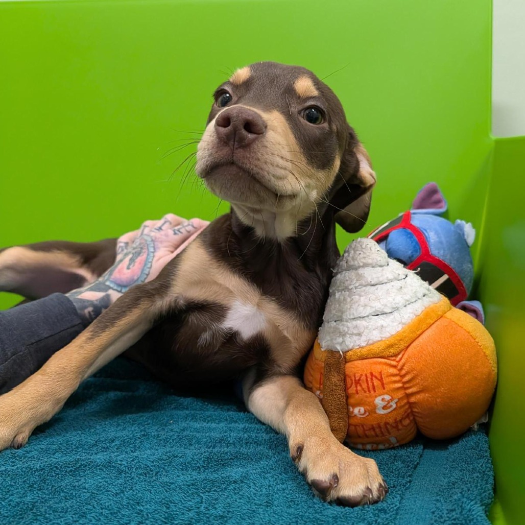 KETTLE - Mixed Breed (Medium) available for adoption