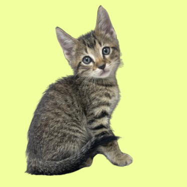 Tusc Stray 81353
