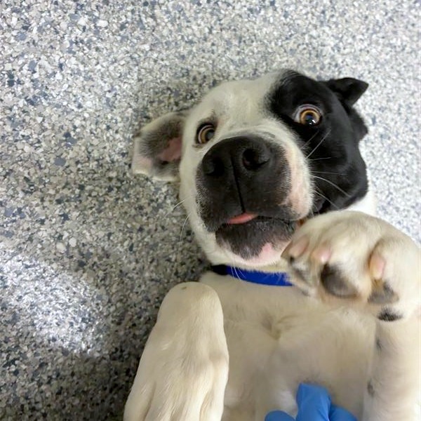 Lloyd — thumbnail 3