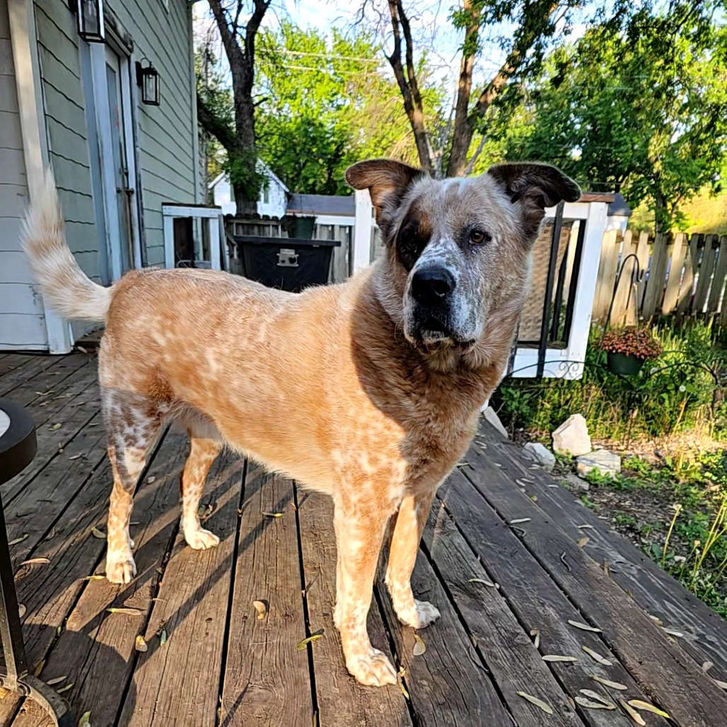 Buddy D11099