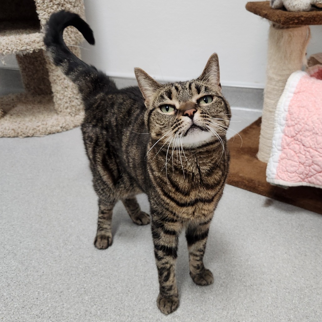 Bella — thumbnail 3