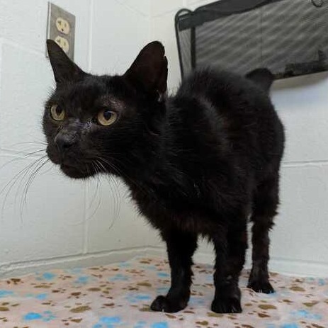 EUGENE - Domestic Shorthair available for adoption