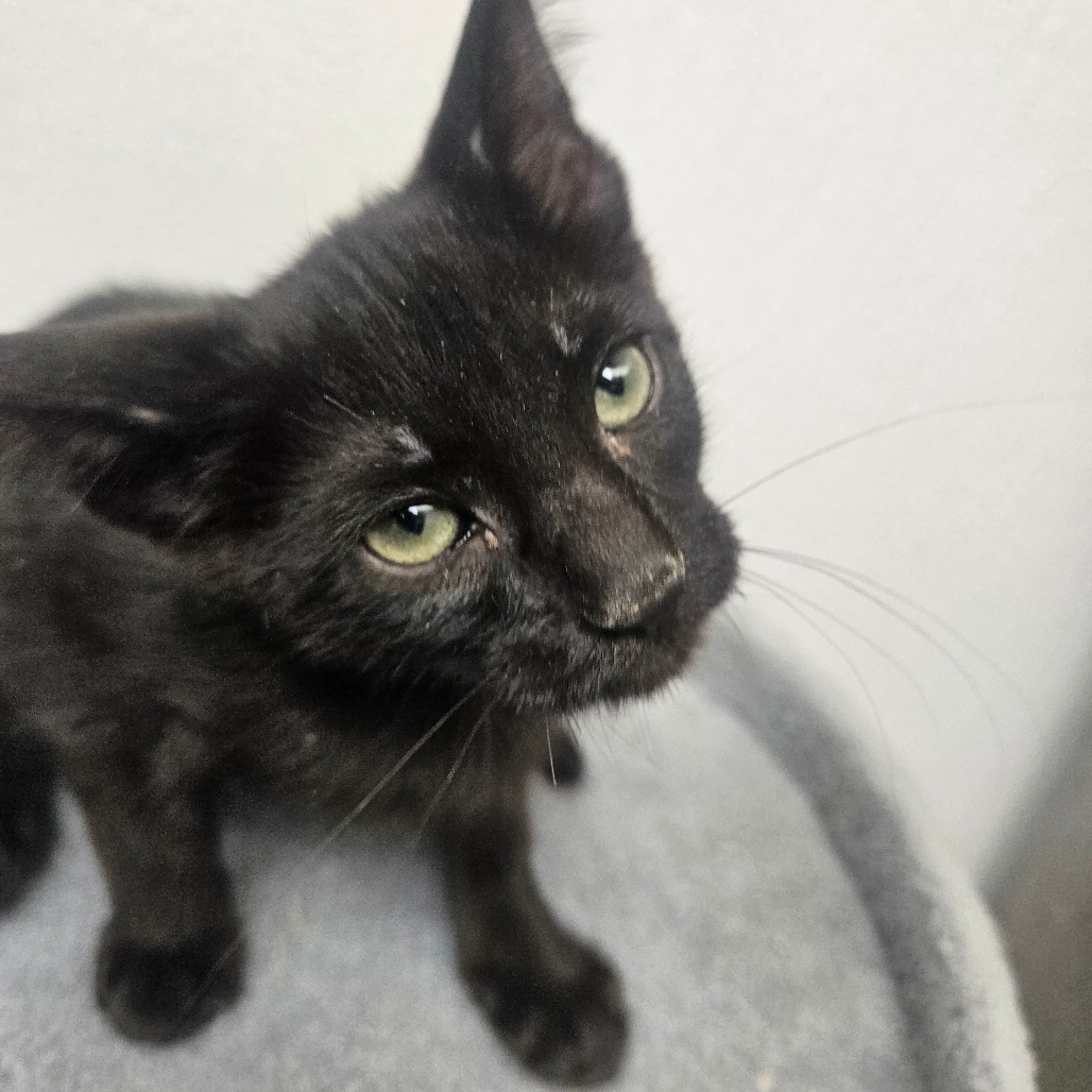 JOEY - Domestic Shorthair available for adoption
