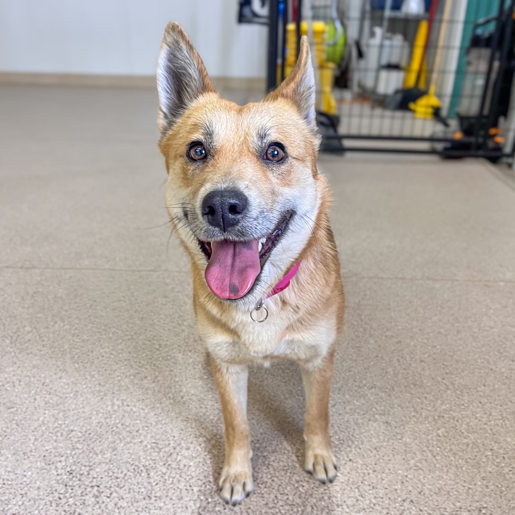 Cherry Bell — thumbnail 3