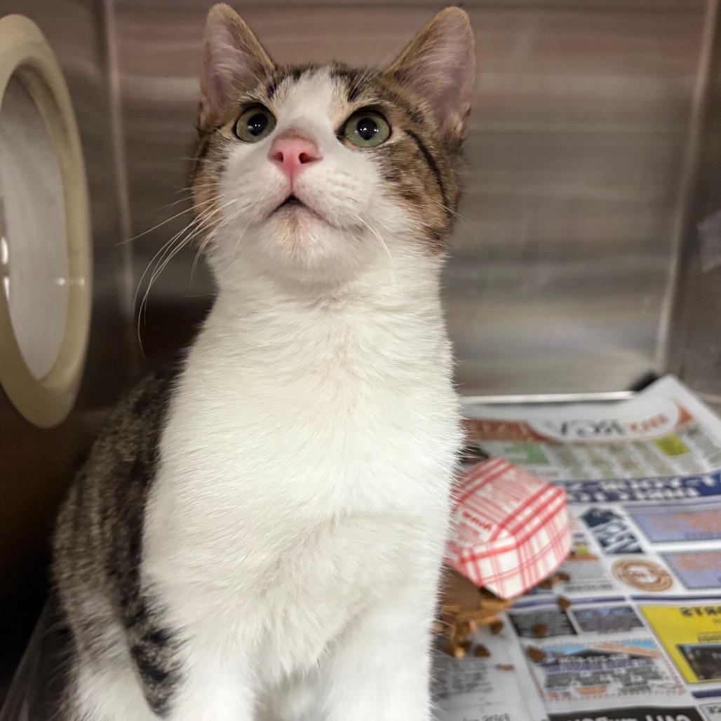 Mac Attack , available for adoption at PVAS