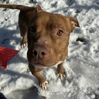 Photo of Honey "Reddy"