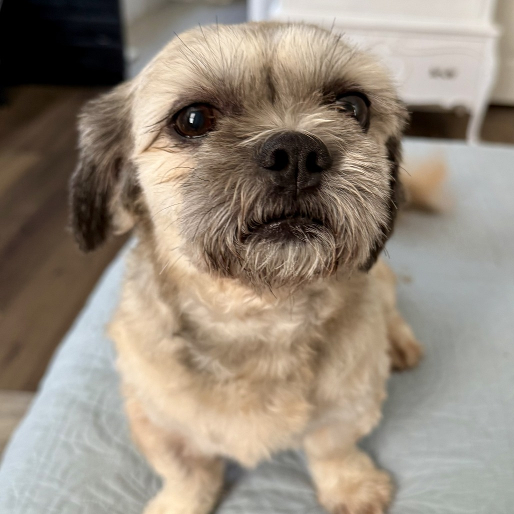 Wookiee 08-1710