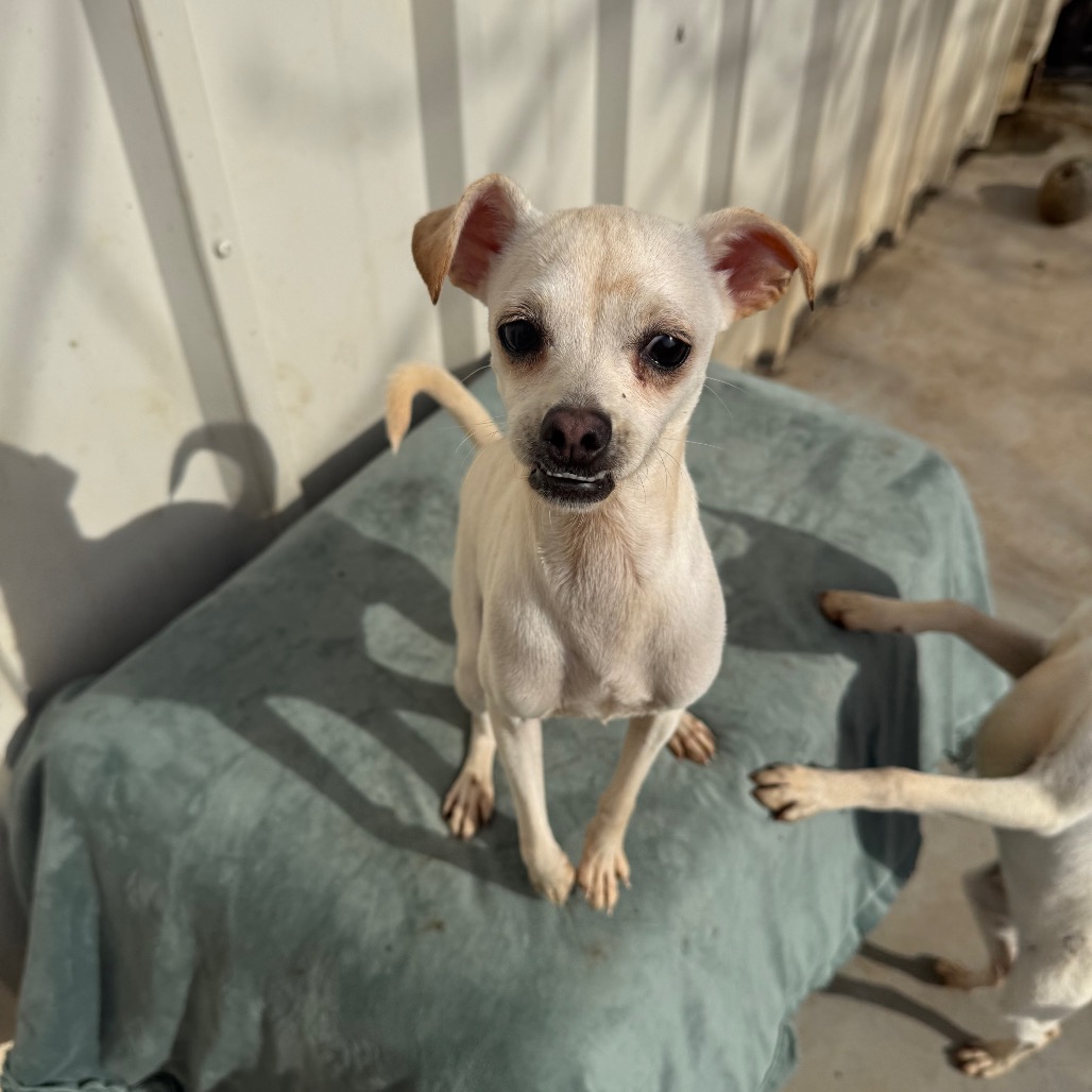 Dingo — thumbnail 5