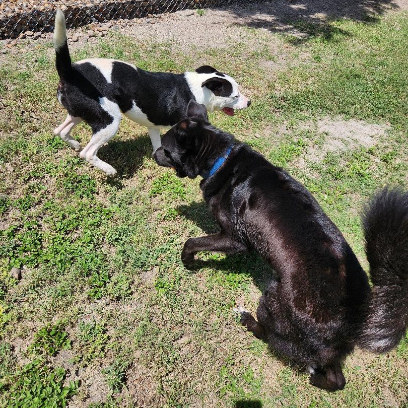 Onyx photo 18