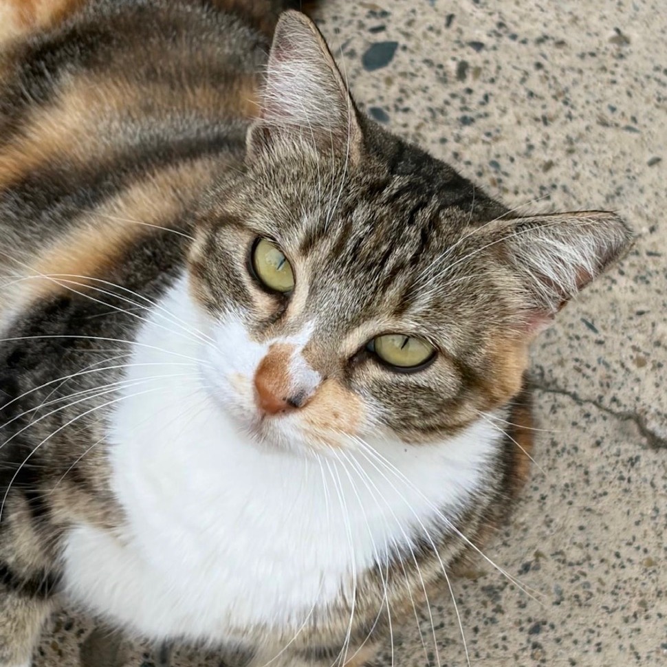 NICOLE - Domestic Shorthair available for adoption