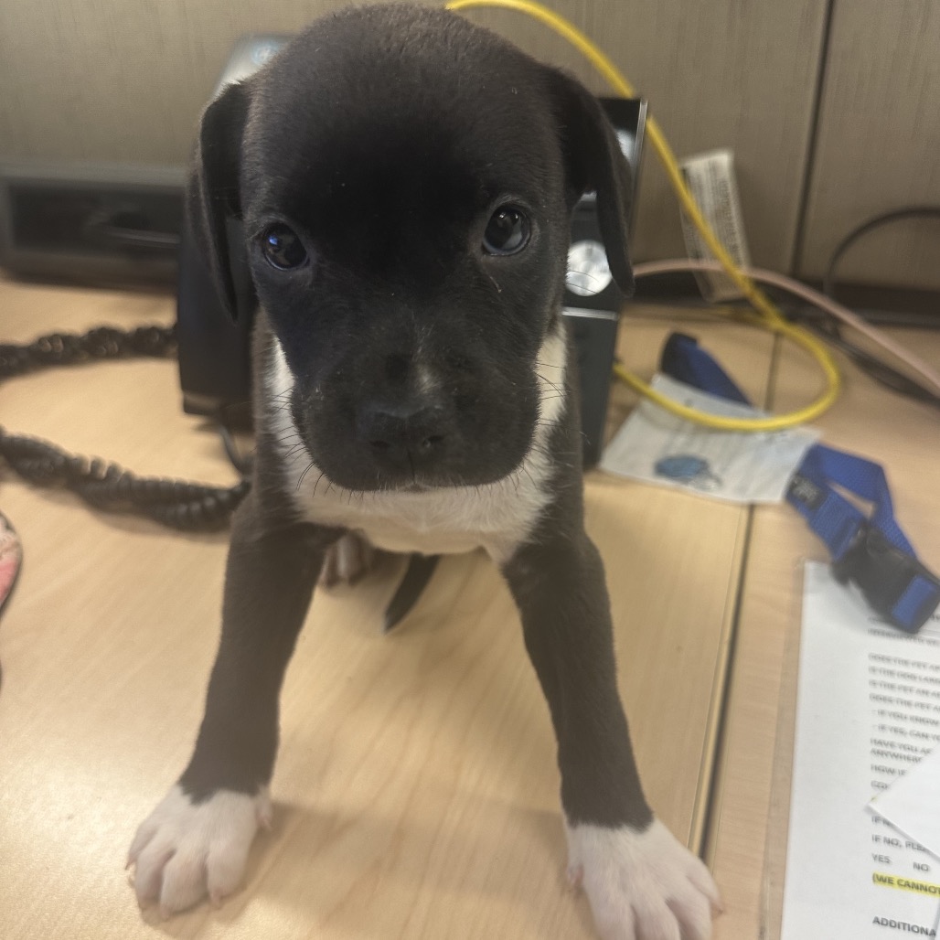 Chaos aka Betty Lu — thumbnail 8