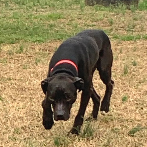 Pepper — thumbnail 9