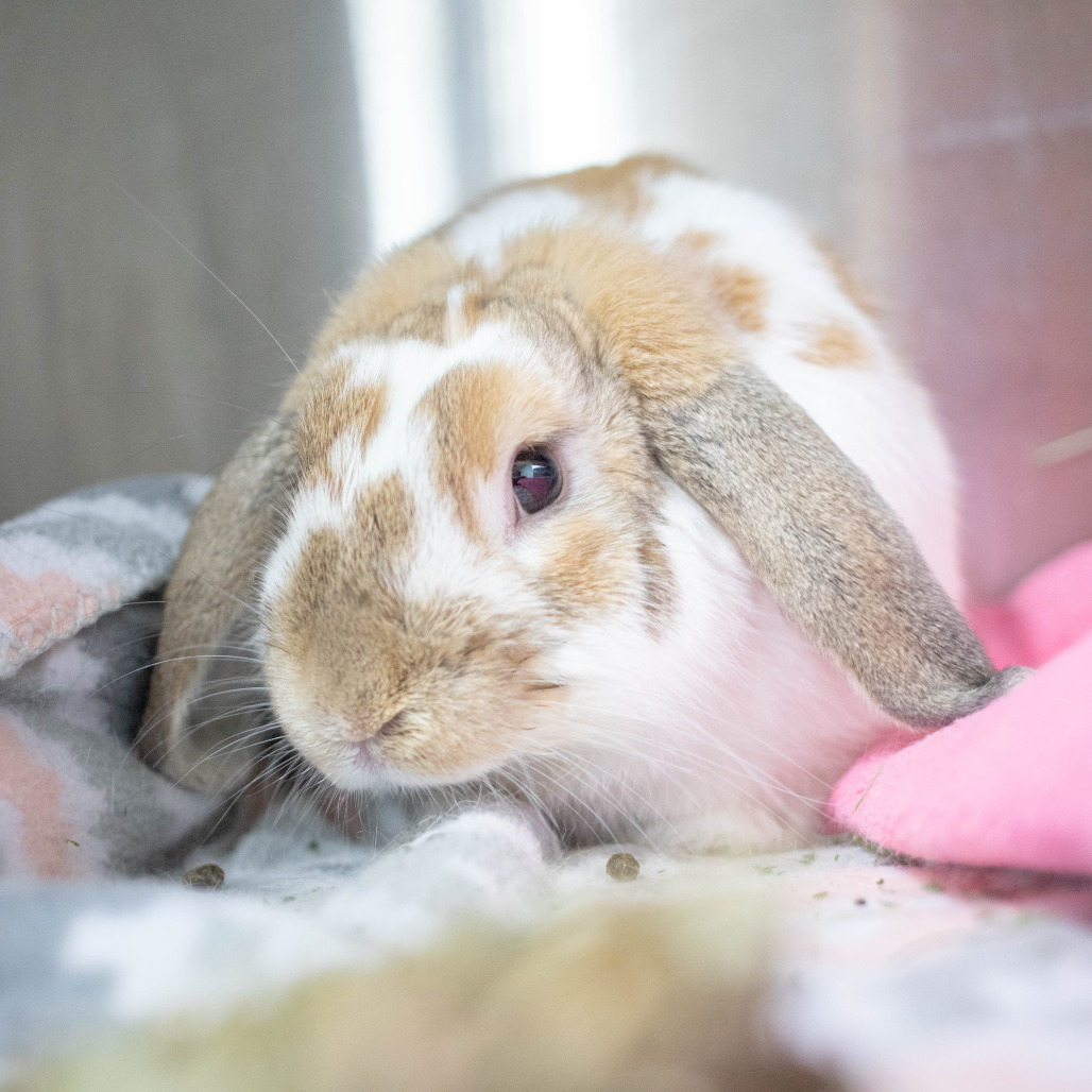 Thumper, photo 7