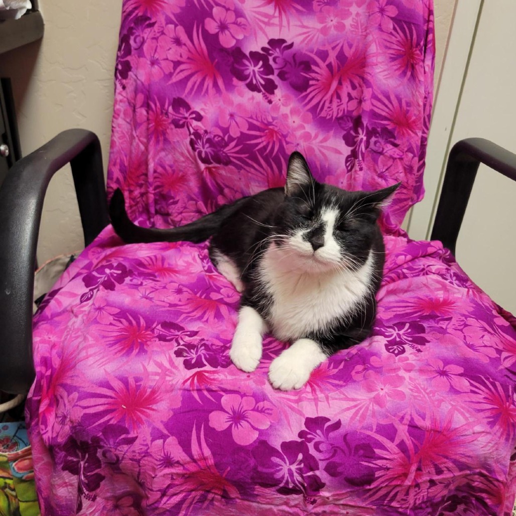 Buddy: Male 99 Domestic Shorthair