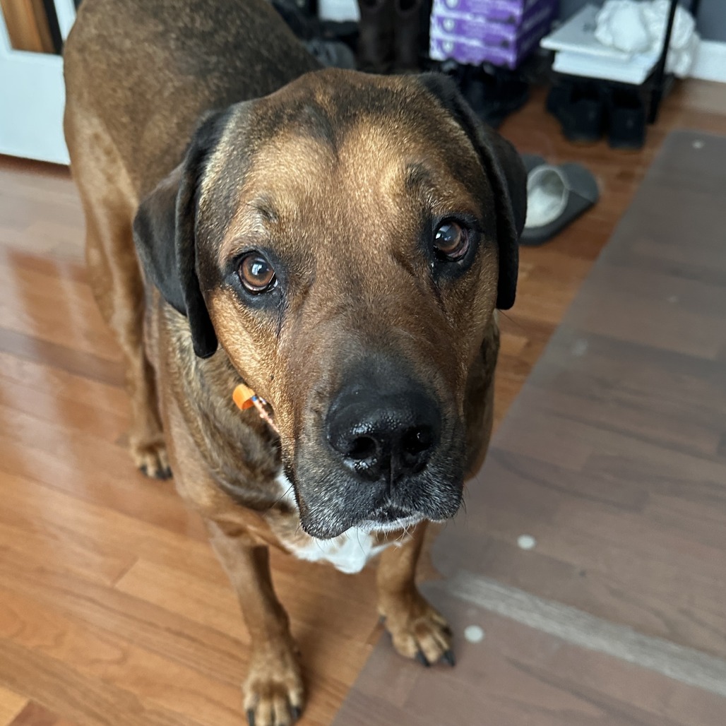 Buddy