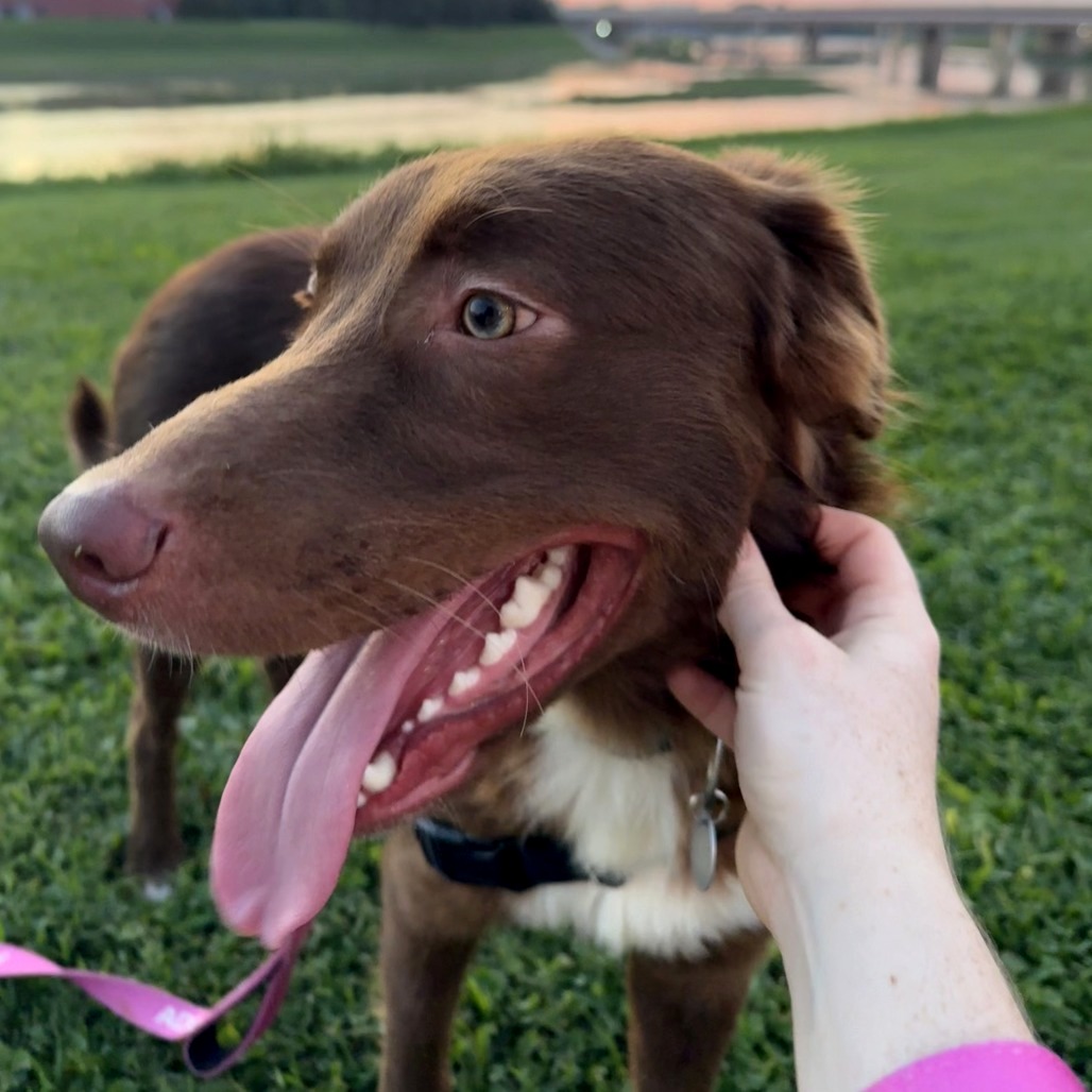 COCO - Mixed Breed (Medium) available for adoption