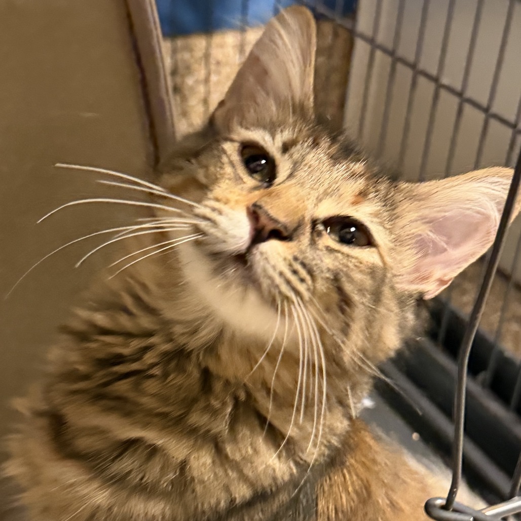 Aetna: Female 5 Domestic Medium Hair