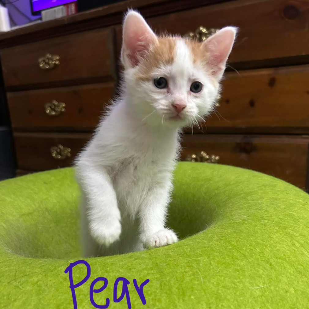 Pear