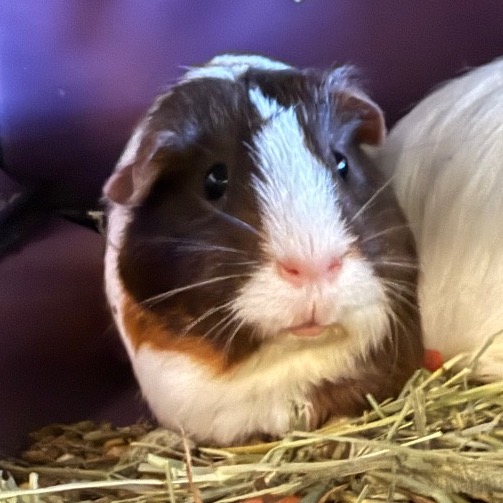 Photo of Chocolate and Vanilla