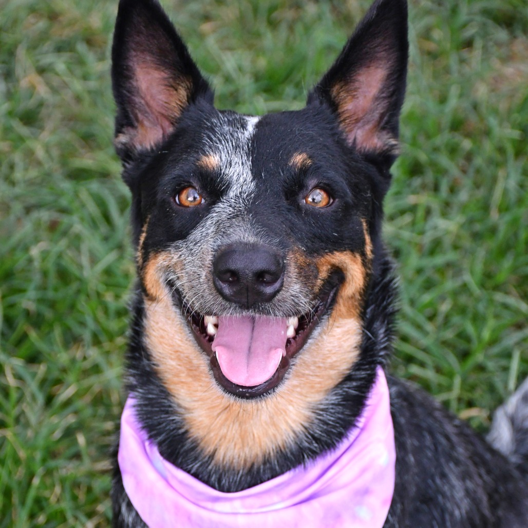 LILITH - Cattle Dog / Australian (Blue Heeler) available for adoption