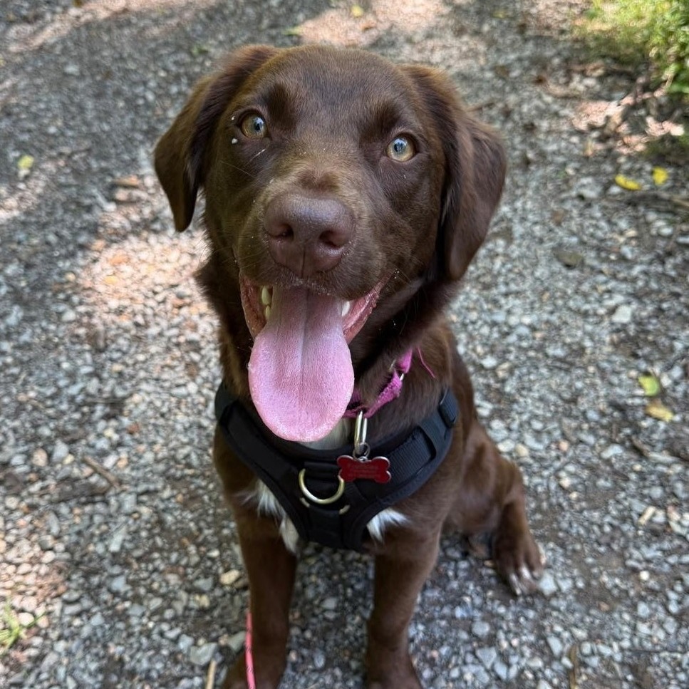 FREYA - Retriever, Chocolate Labrador / Spaniel available for adoption