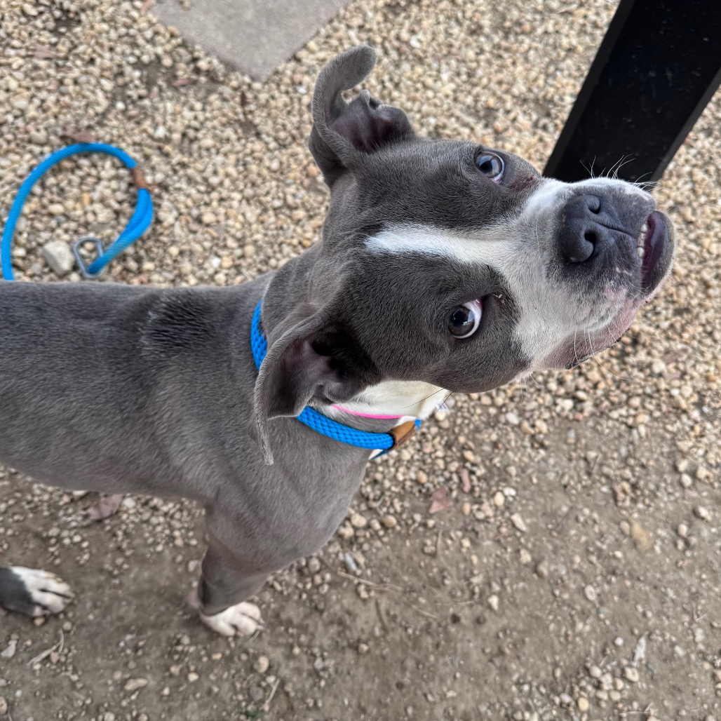 Saint Laurent — thumbnail 4