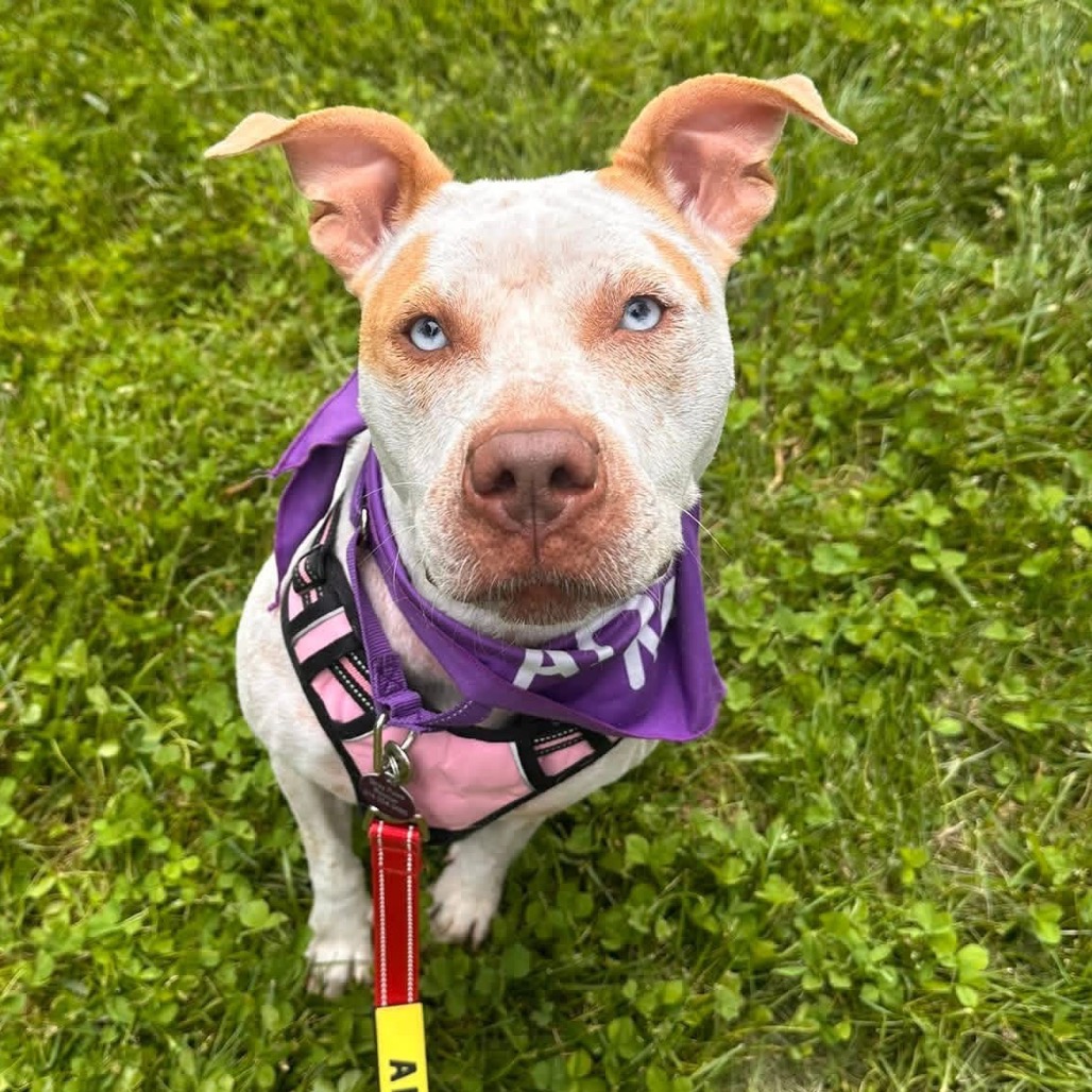 White Terrier, American Pit Bull/Mixed Breed (Medium) Dog