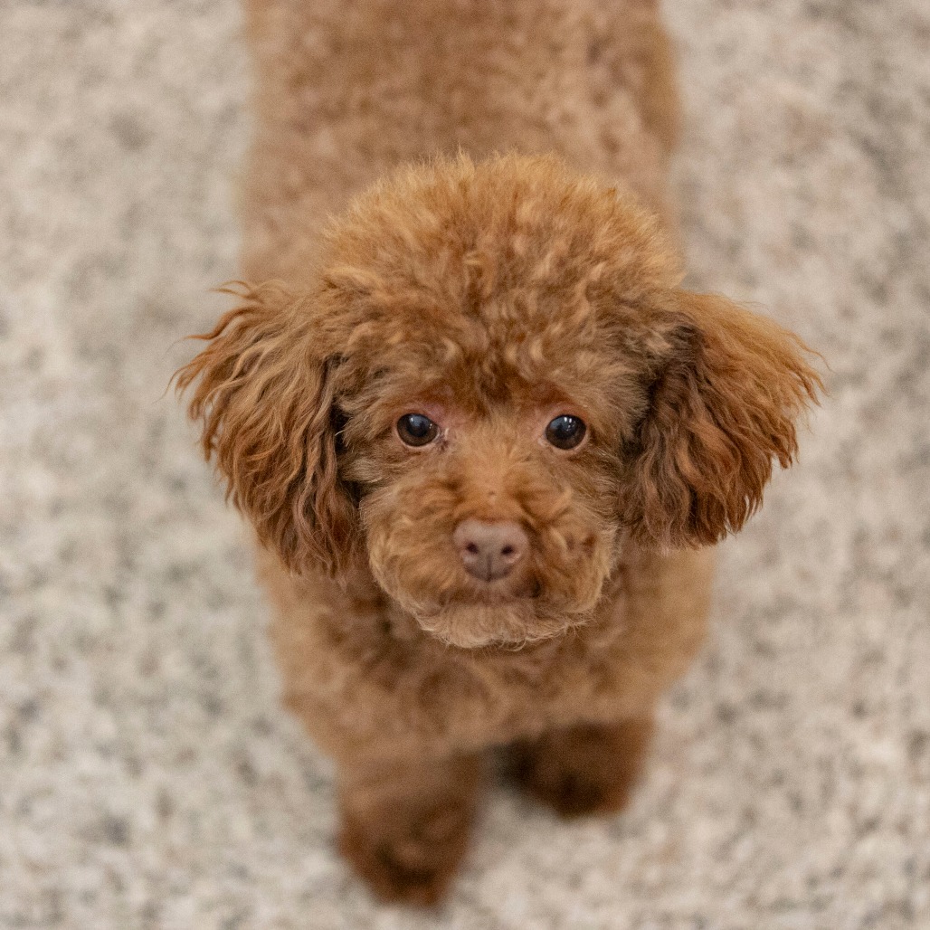 Chase (F26-05), photo 3