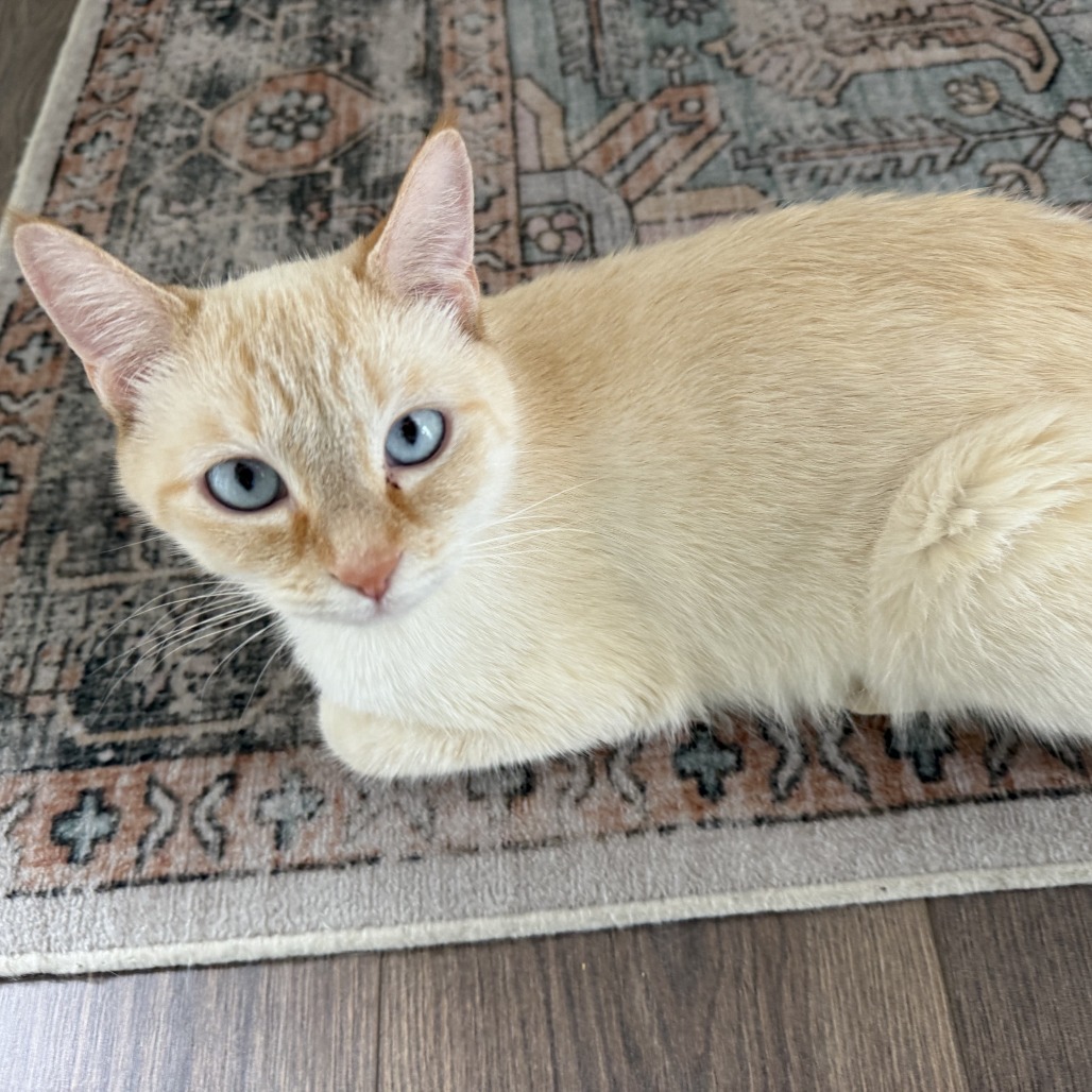 Almond picture #20
