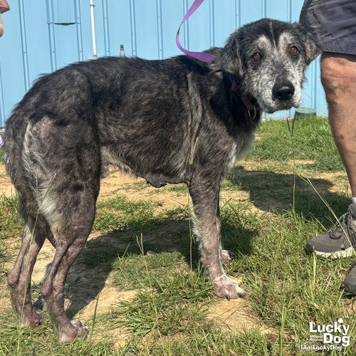 EDWARD - Retriever, Labrador / Terrier, Wirehaired available for adoption