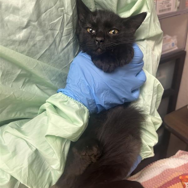WARHAMMER - Domestic Medium Hair for adoption in Mesa