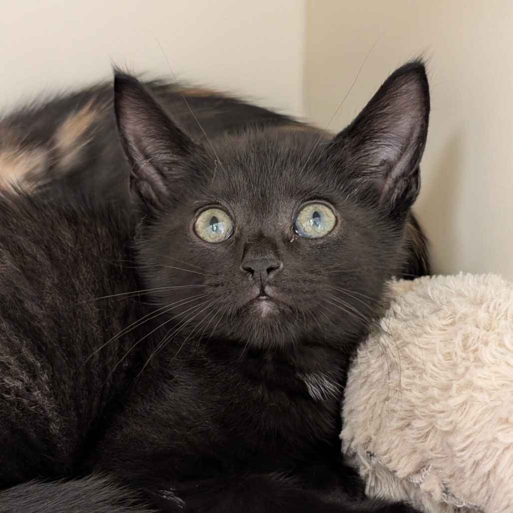 Eclipse & Crescent *Bonded Pair*, photo 7