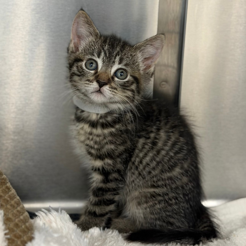 SHANIA - American Shorthair available for adoption